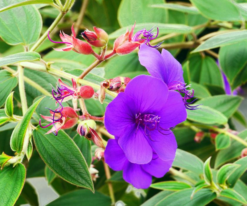 Princess Flower China Exotic