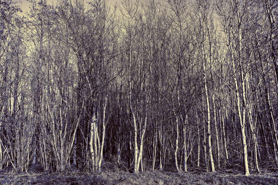 Tree Grove Forest