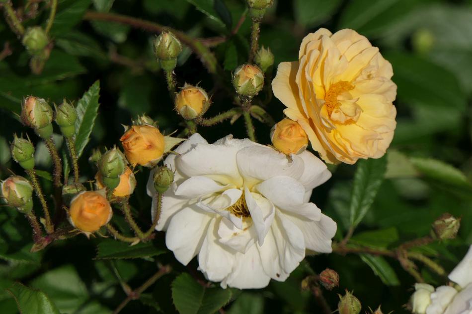 Roses Flowers Bud Close