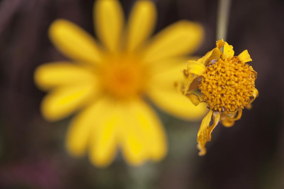 Nature Flower Plant No