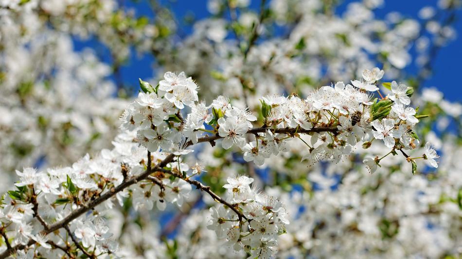 Cherry Wood Tree Blossom