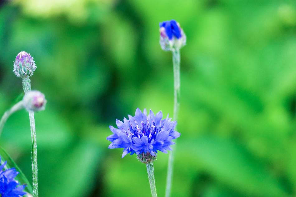 Chicory Xie Plant