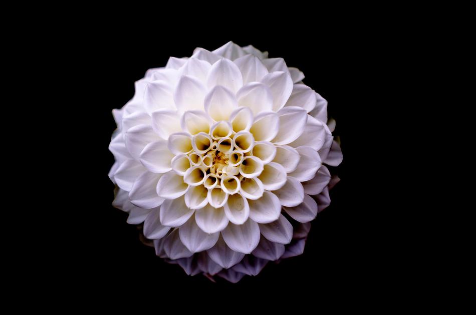 Dahlia Floral Flower