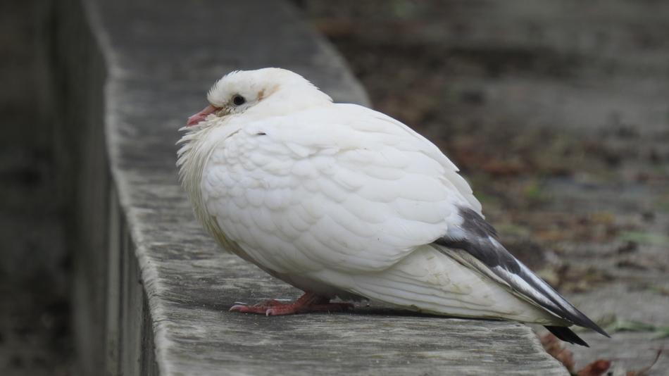 Pigeon Animals Nature