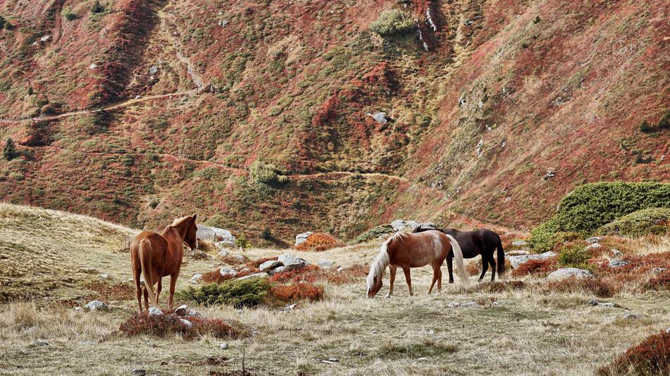 horses walking in the rocks
