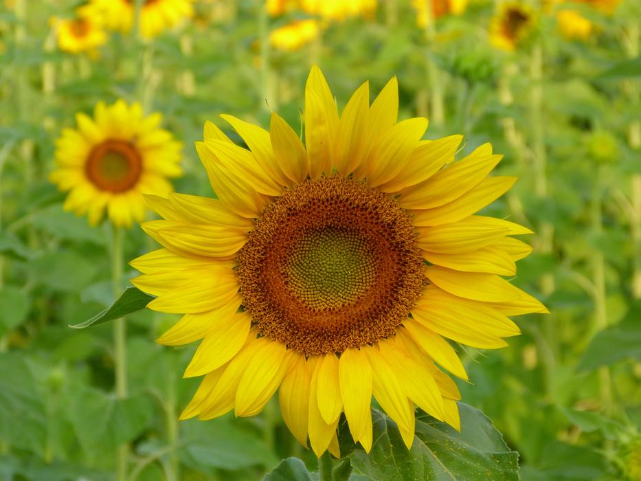 Nature Plant Flower