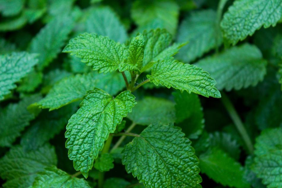 Melissa Officinalis