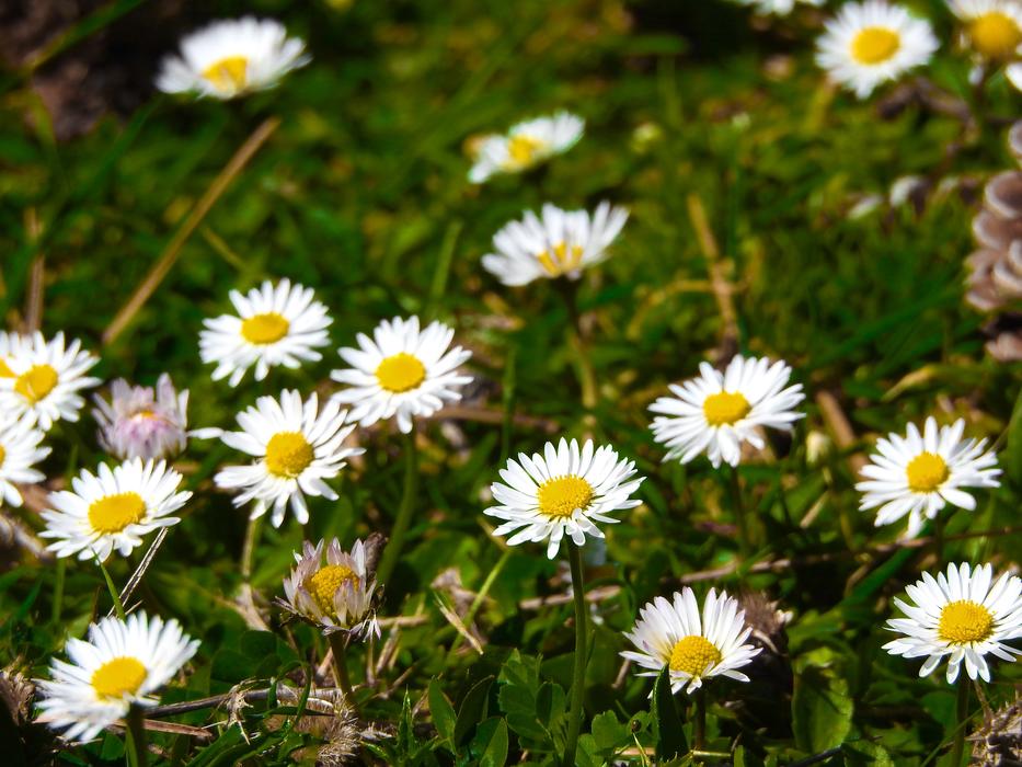Flowers Forest Greece