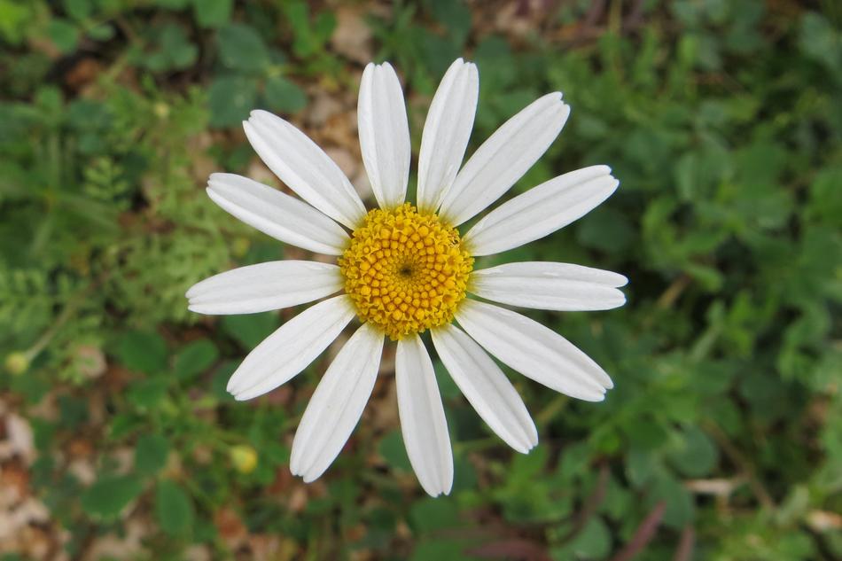 Nature Flora Summer