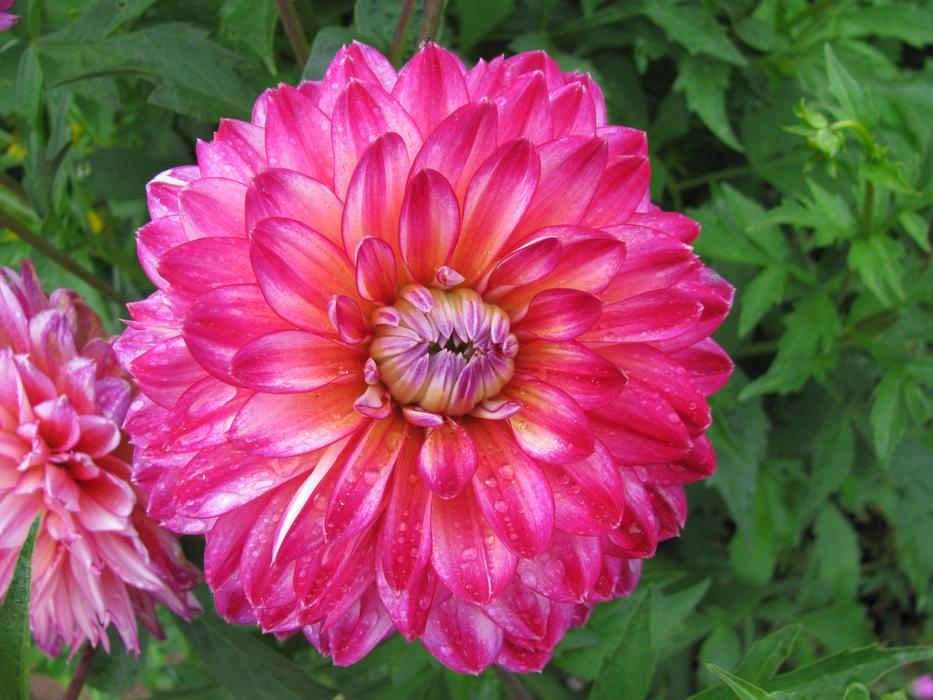 Flower Garden Plant