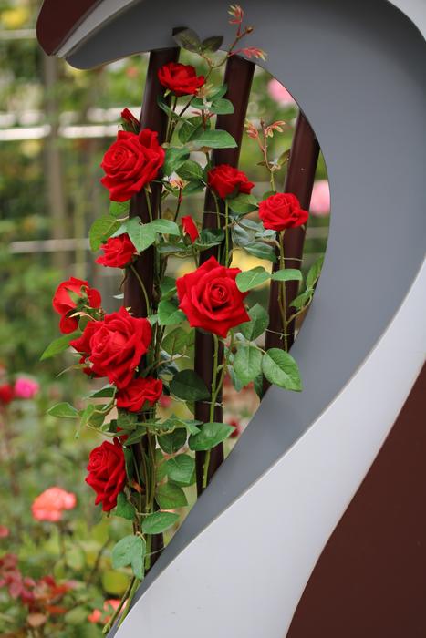 Rose Festival Flowers
