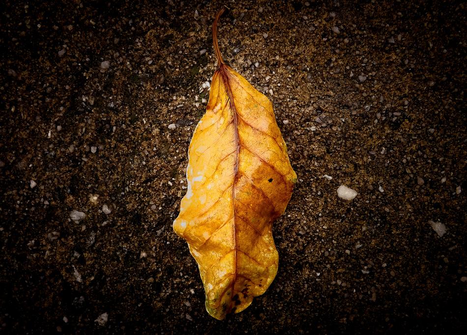 Leaf Nature Fallen Leaves