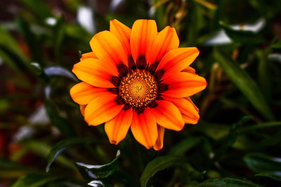 Flower Nature Plant