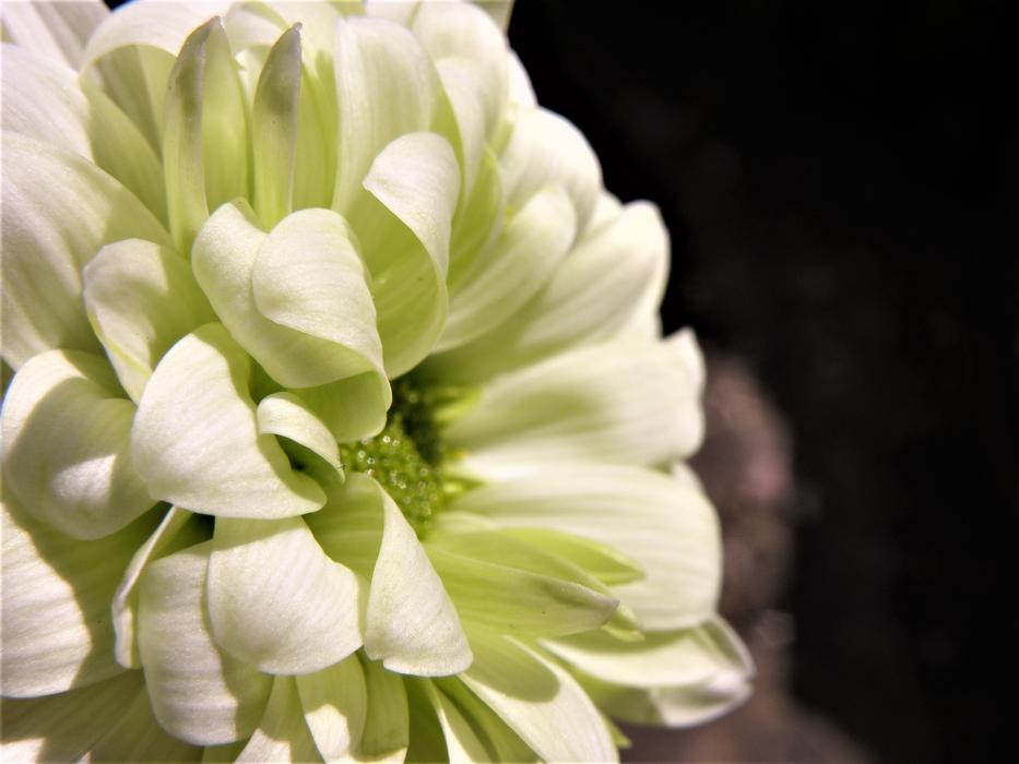 Nature Flower Flora