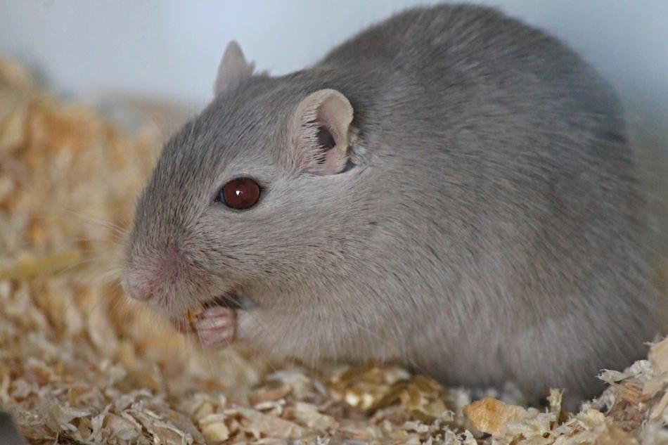 Cute hamster eats a seed