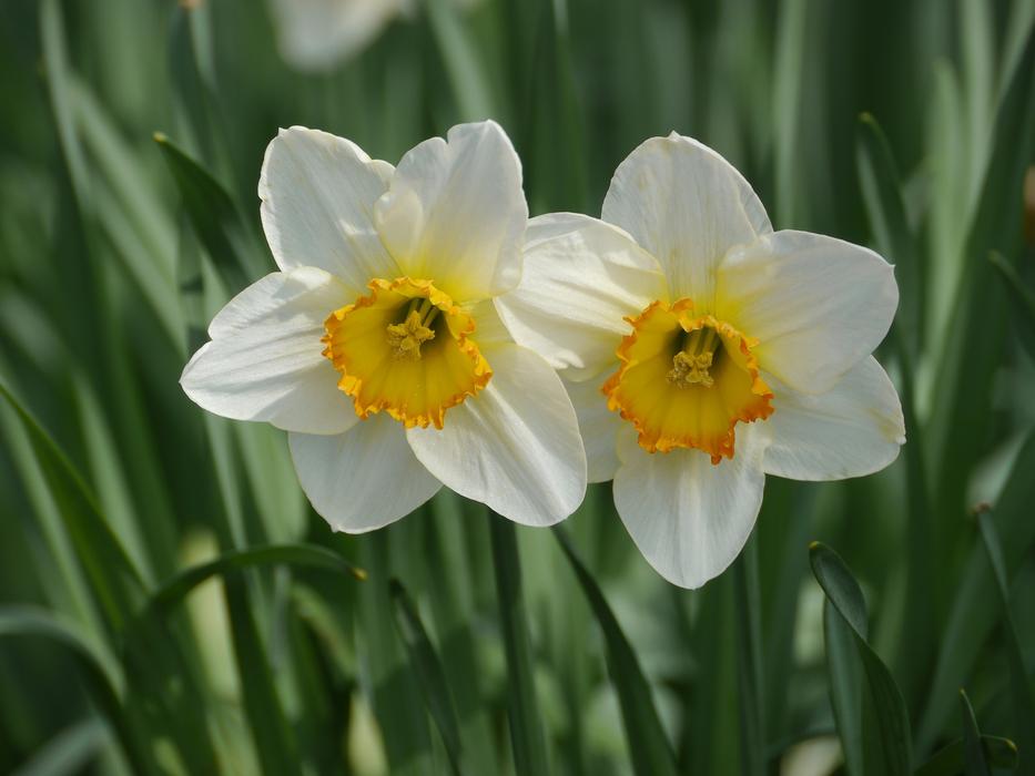 two white flowers in the green grass