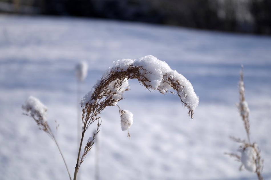 Winter Snow Beast-From-The-East