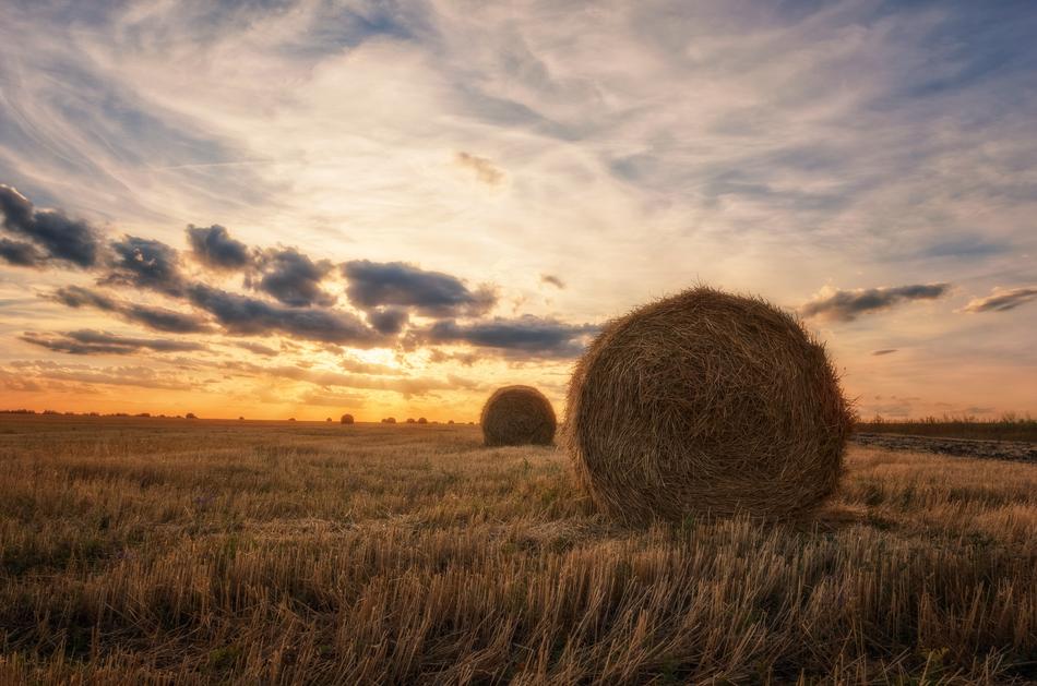 Landscape Field
