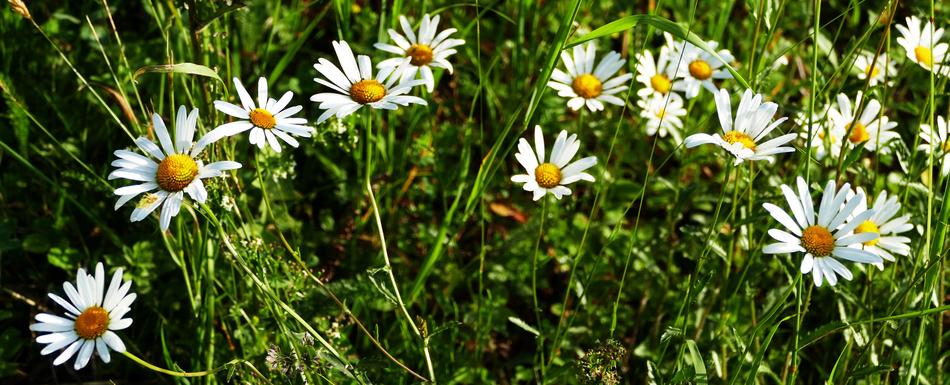 Landscape Nature Meadow