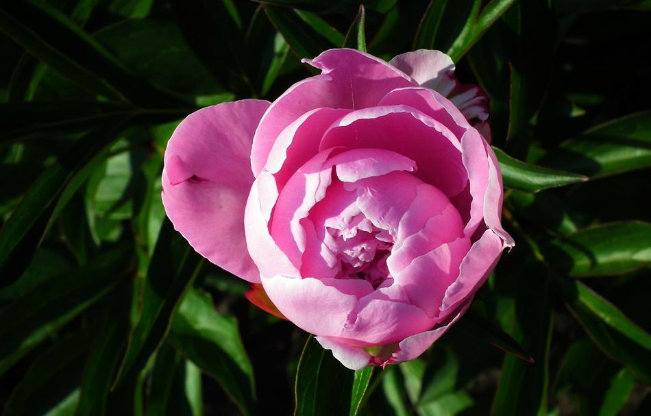 Peony Pink Closeup