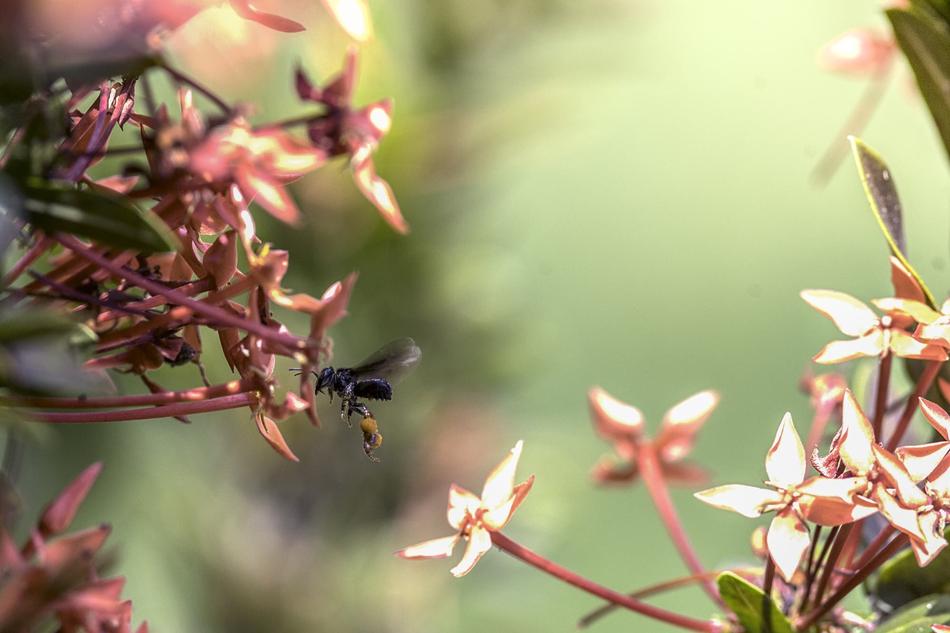 Flower Nature No Person