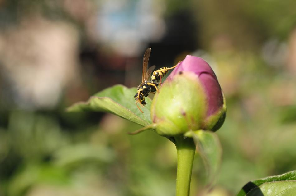 Flower Bud