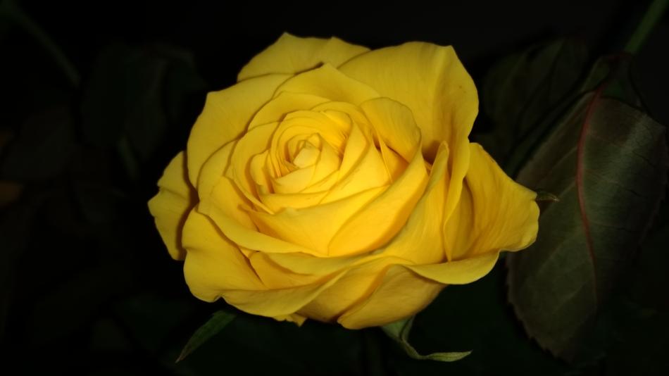 Flower Petal Rose