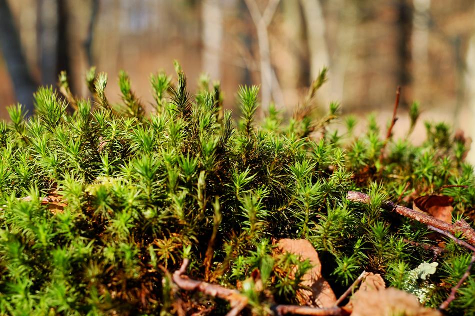 Moss Beautiful Widerton