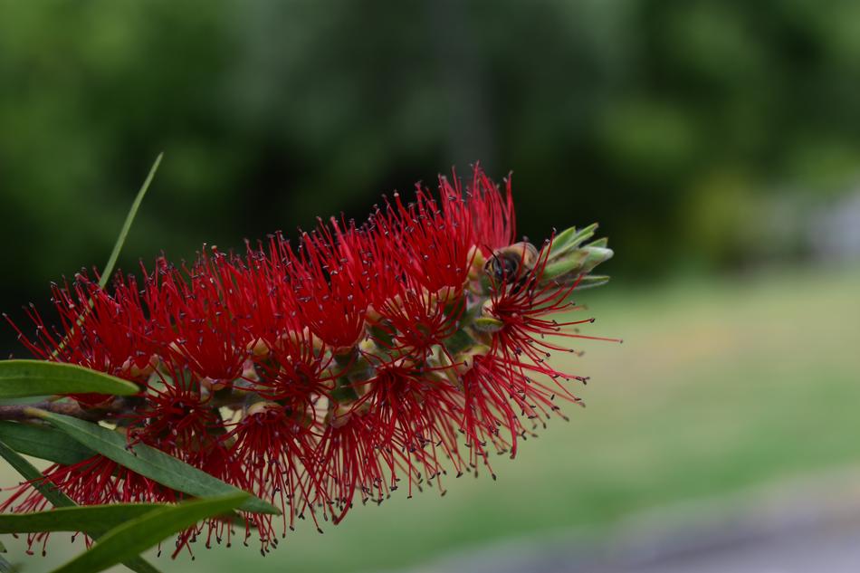 red prickly flower