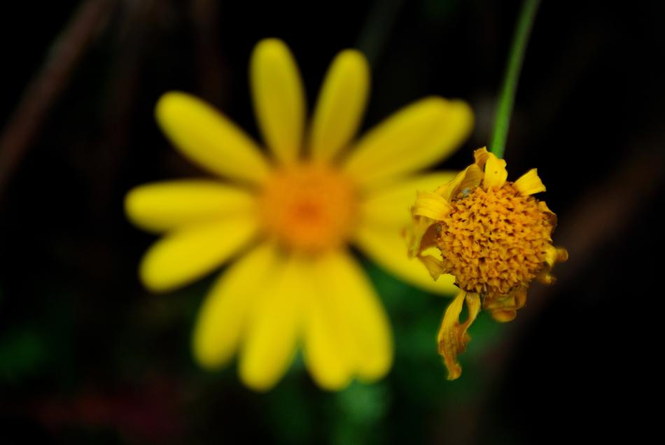 Daisy Flower Yellow