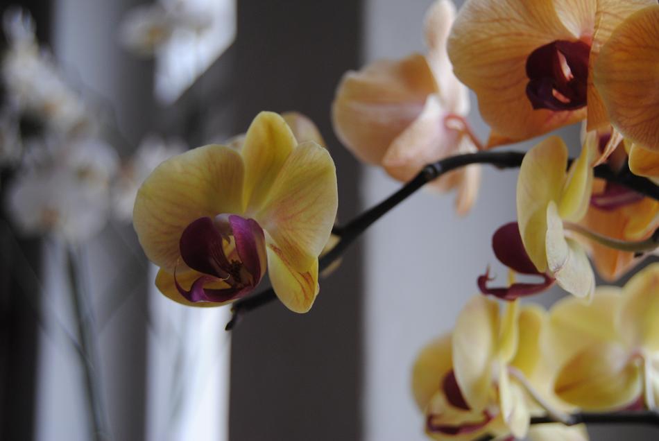 Flower Branch Plant macro blur