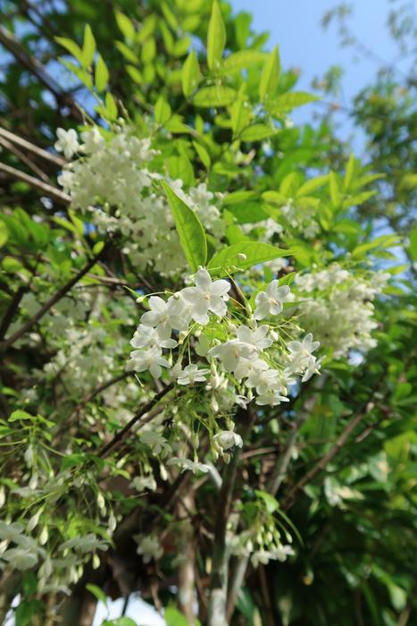 Tree Flora Nature