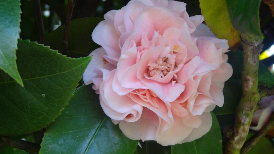 pink romantic flower