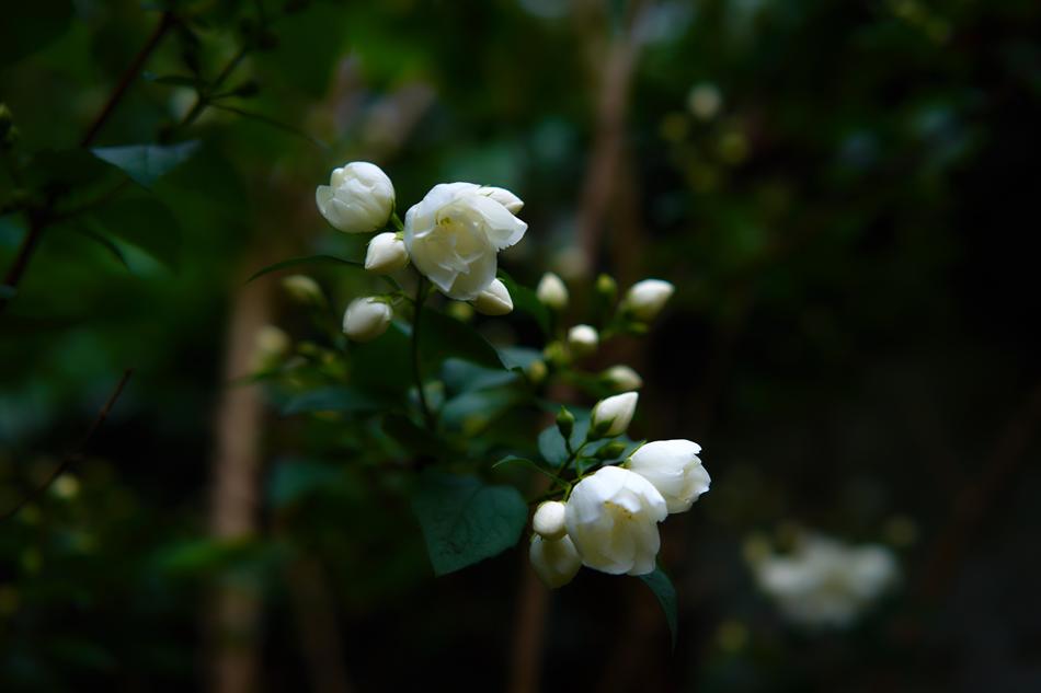 Flower Garden White Flowers