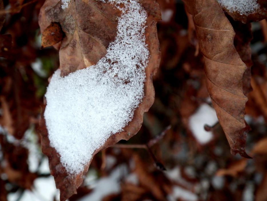 Nature Winter Leaves