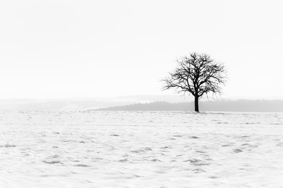 Nature Fog