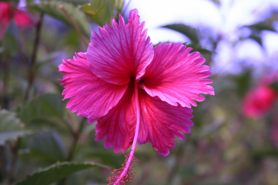 Nature Flower Plant
