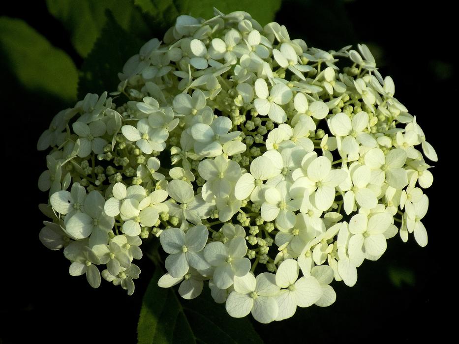 Plant Nature Flower