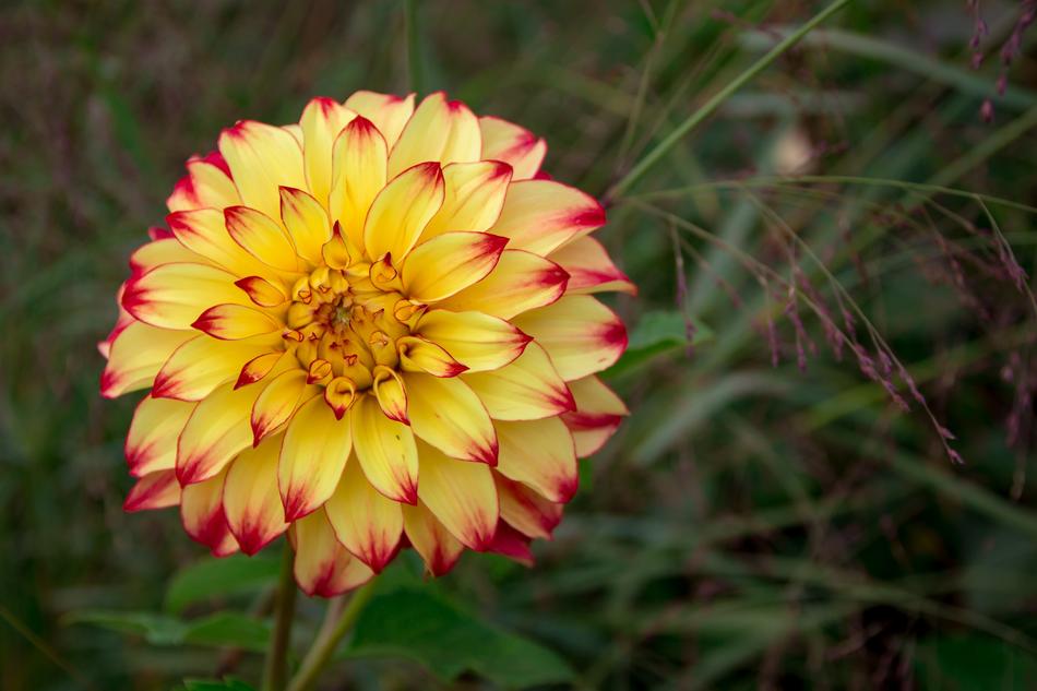 Dahlia Yellow Close Up Flower