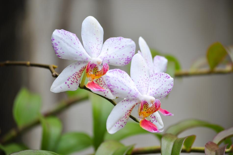 Flower Flora Nature