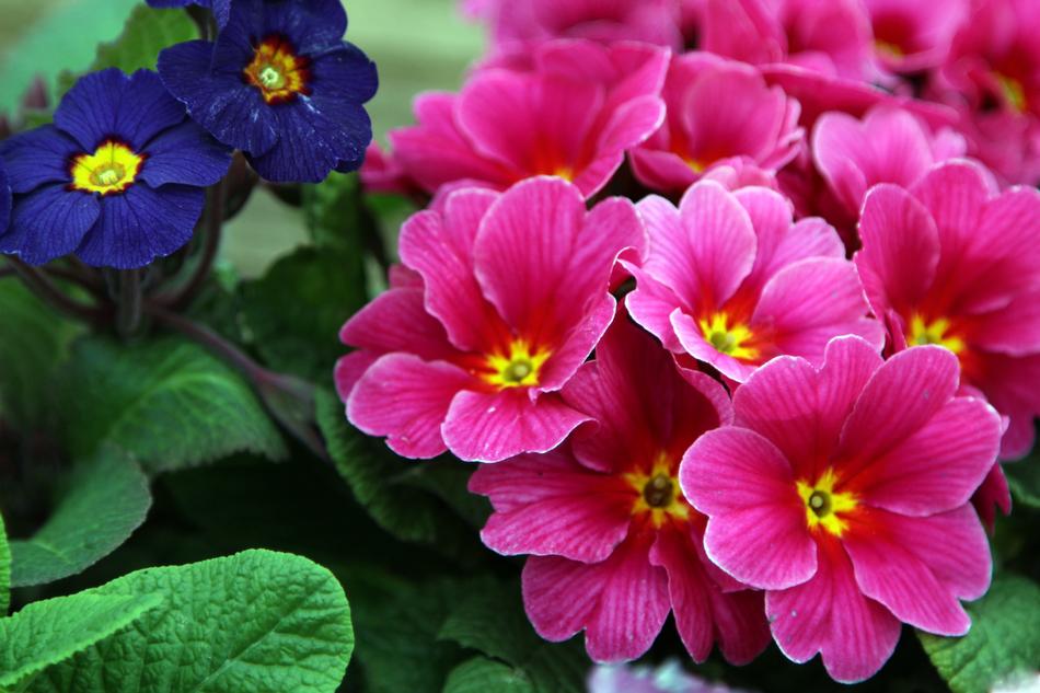 Nature Flower Flora