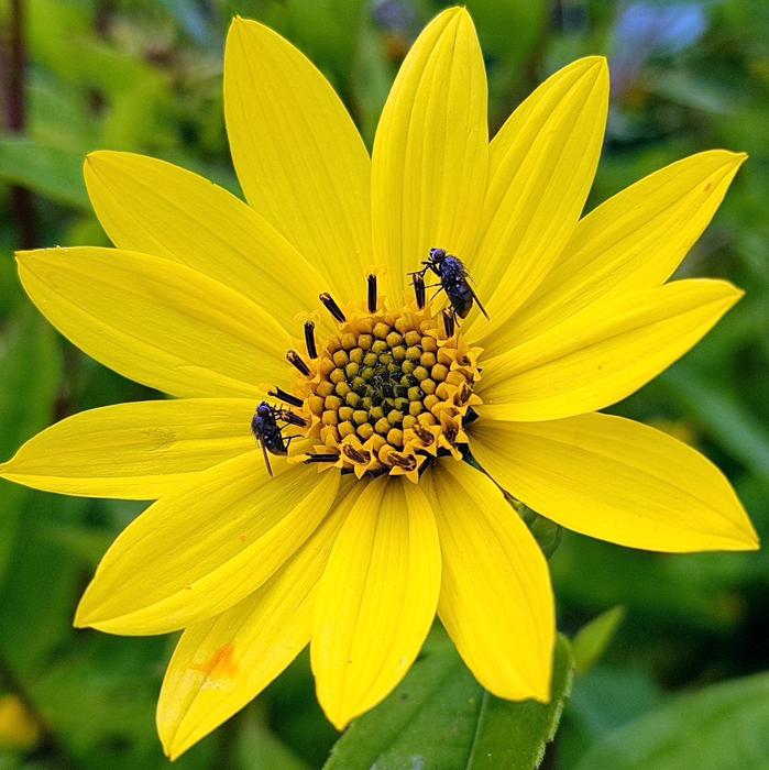Flower Nature Flora
