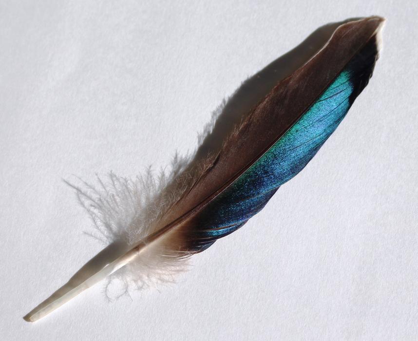 Bird Feather Turquoise Blue