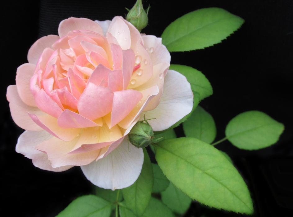 Flower Rose Leaf