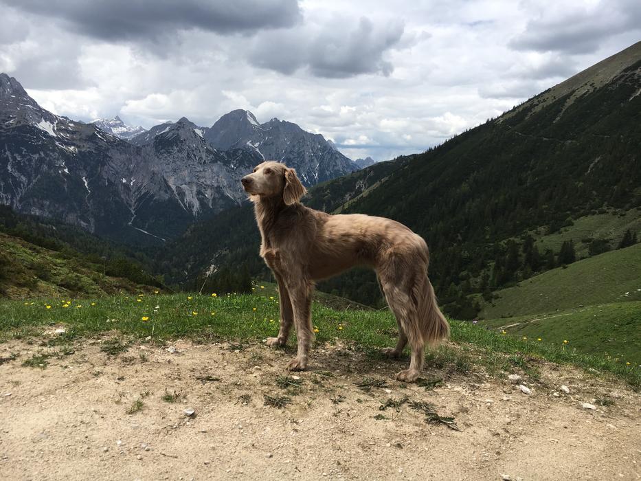 Mountains Austria Weimaraner