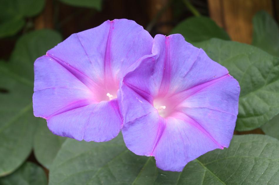 two small flowers thin