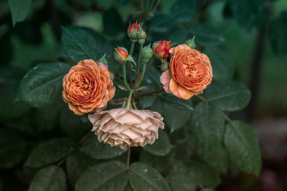 Garden Red Roses Flower