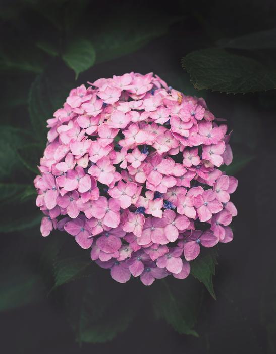 bouquet of flowers on a branch