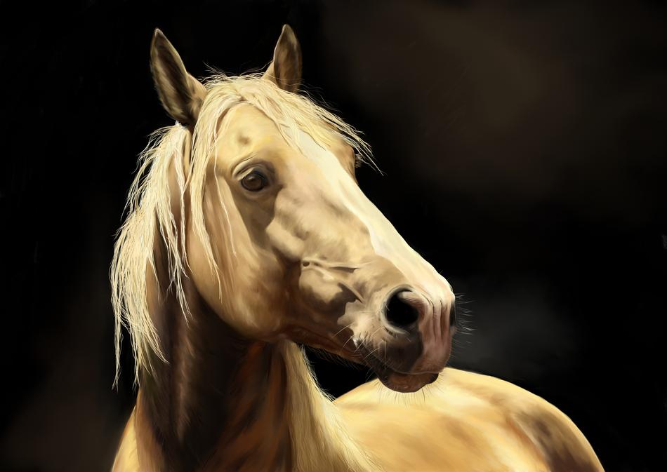 horse head pony pasture
