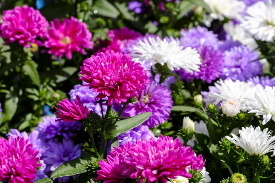 Asters Dwarf Composites